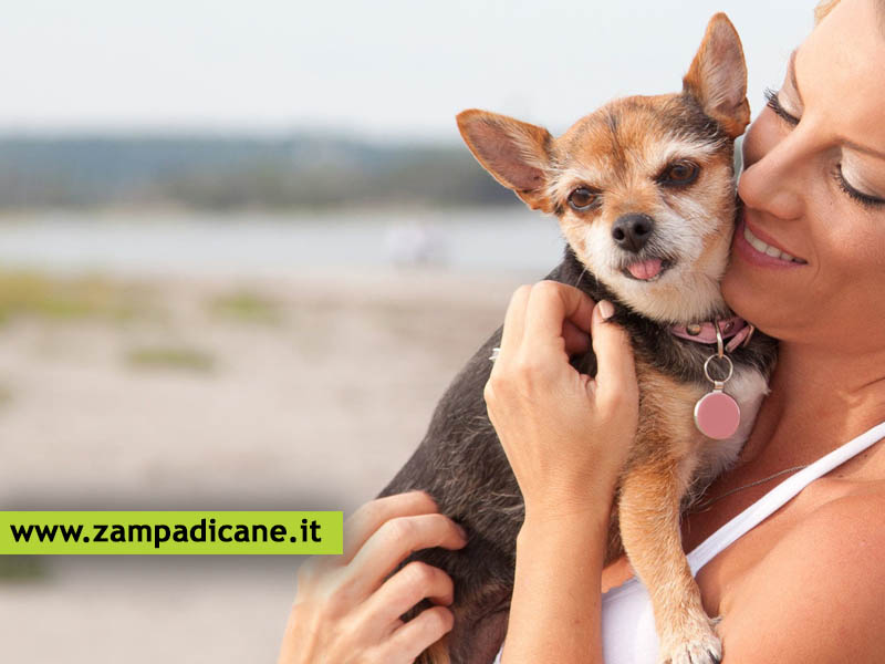 Perch non si deve prendere in braccio il cane